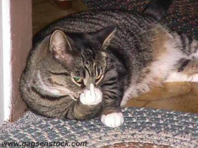 bisard...